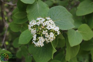 Viburnum lantana (2)